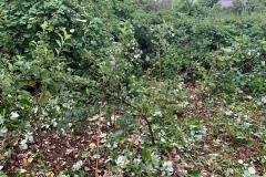 Image-4