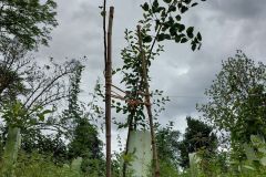 Image-7